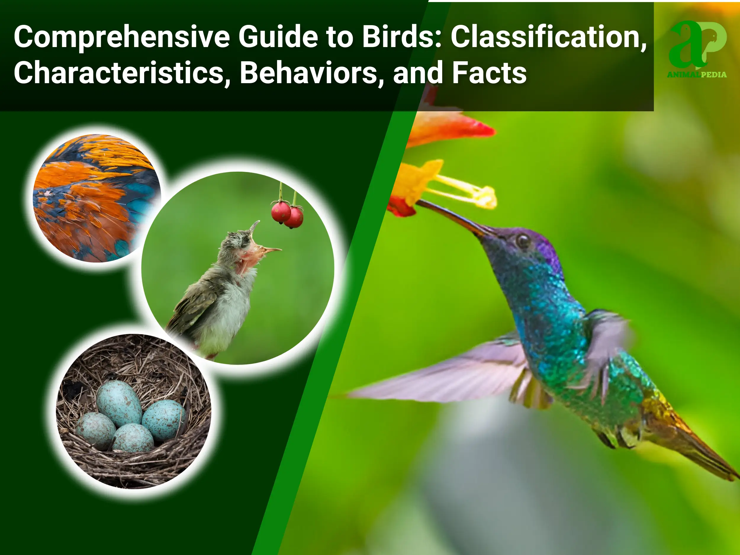 comprehensive guide to birds