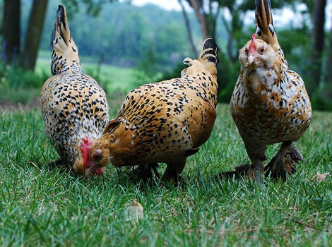 D’Uccle Chicken breed and backyard setting
