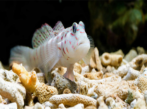 Dabra Goby anatomy and habitat