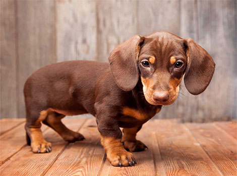 Dachshund elongated body and short legs