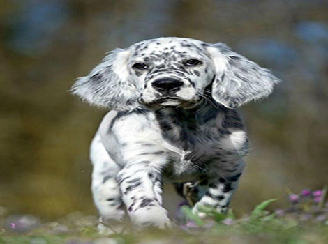 dalmatian mix and diverse traits in active homes