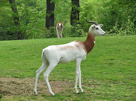 dama gazelle and Sahel desert habitat