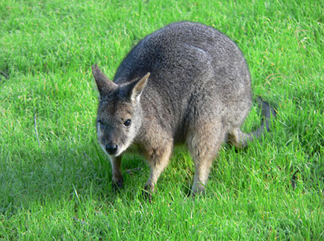 Dama Wallaby and Australian grassland