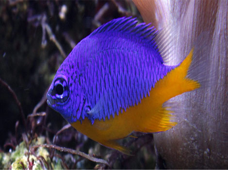 Damselfish coral reef and Atlantic habitat