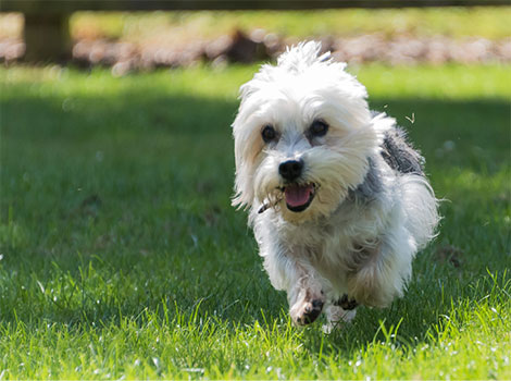 dandie dinmont terrier and unique topknot in English and Scottish homes