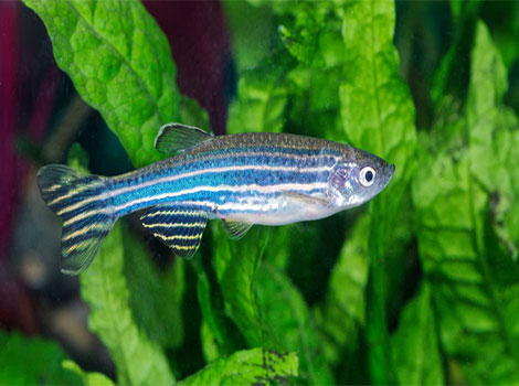 danios vibrant patterns and schooling fish