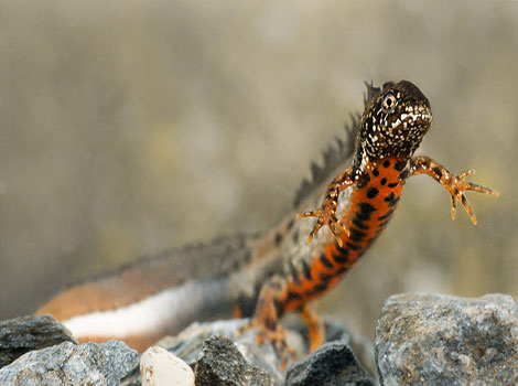 Danube Crested Newt and European wetland habitat