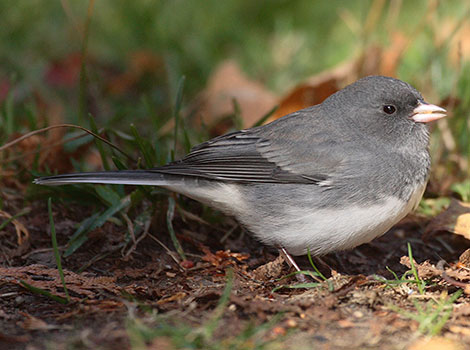 Dark-Eyed Junco bird and winter foraging habits