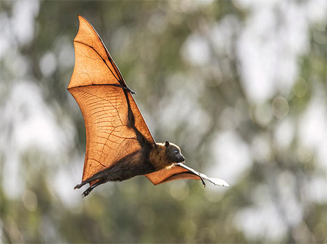 dark flying fox anatomy and tropical forest habitat