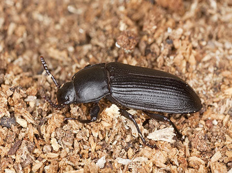 Darkling Beetle size and diet in desert habitats