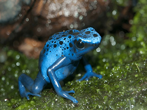 Dart Poison Frog and tropical rainforest environment
