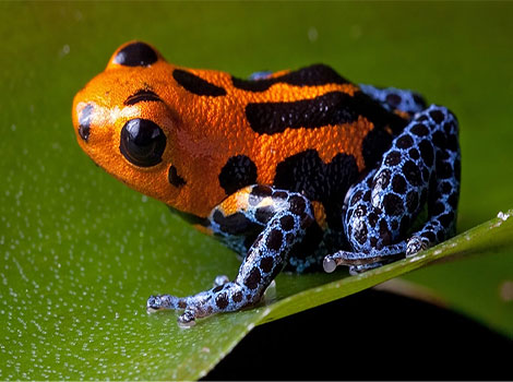 dart poison frog and vibrant colors in Central and South America