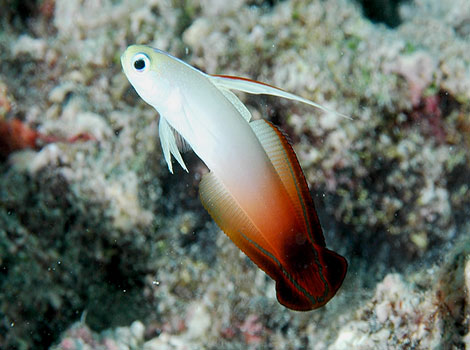 Dartfish coral reef and behavior