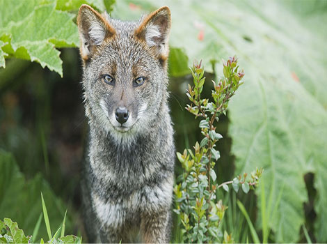 Darwin's Fox and Chilean rainforest habitat