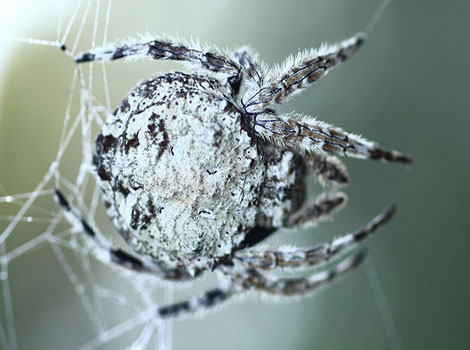 Darwin’s Bark Spider web structure and silk strength