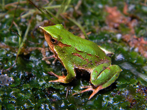 Darwin’s Frog and temperate forest camouflage