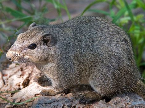 dassie rat and rocky habitat in Southern Africa