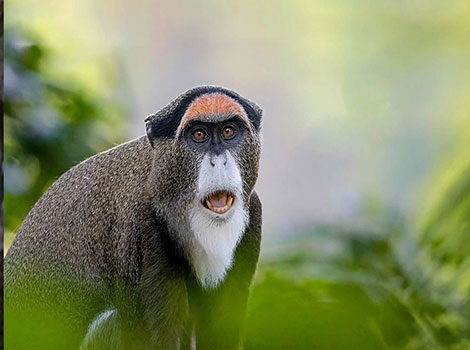 De Brazza's Monkey and swamp forest habitat