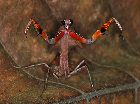 Deadleaf Mantis and leaf mimicry in Southeast Asian forests