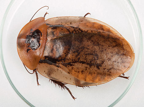 Death’s Head Cockroach wings and markings in tropical habitats