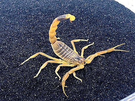 deathstalker scorpion and habitat in North Africa and Middle East