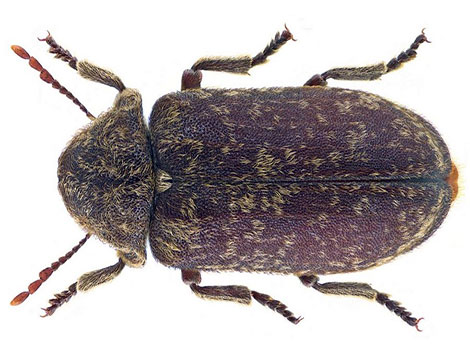 Deathwatch Beetle and decayed wood habitat