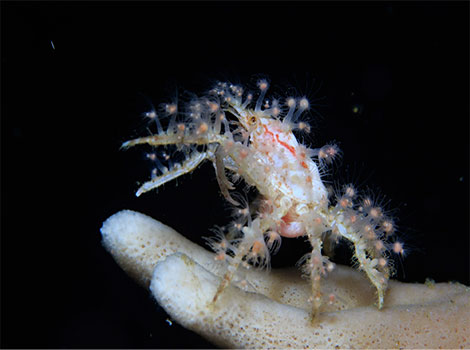 Decorator Crab self-decoration and predator defense