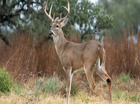 deer and adaptability in forest ecosystems