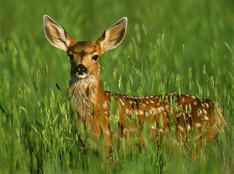 deer in forest and agile body