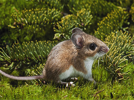 deer mouse and woodland habitat