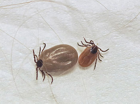 Deer Tick lifecycle and blood-feeding behavior