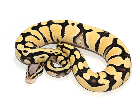 desert ghost ball python coloration and habitat in West Africa