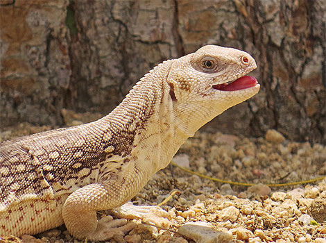 desert iguana habitat and territorial behavior in North America deserts