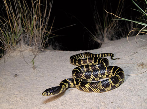desert kingsnake habitat and behavior in Arizona grasslands