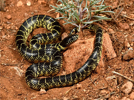 desert kingsnake and habitat in Texas and Arizona