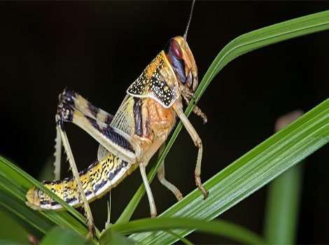 Desert Locust and swarming behavior in arid regions