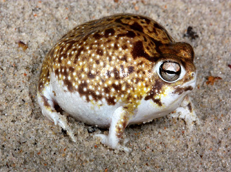 Desert Rain Frog and sandy habitat of Namibia and South Africa