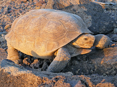 Desert tortoise habitat and burrow behavior in the Mojave Desert