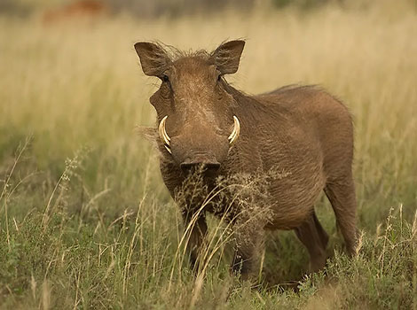 desert warthog anatomy and arid habitat