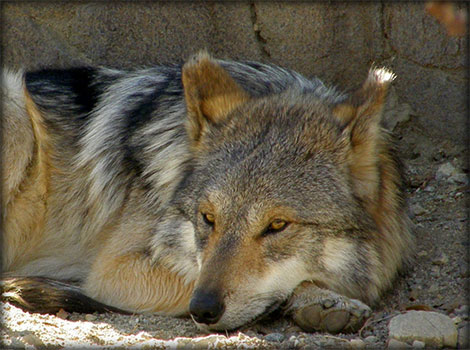 desert wolf and Arabian desert habitat