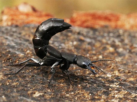 Devil’s Coach Horse Beetle defense mechanism and predators