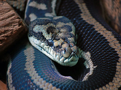 diamond python habitat and ambush behavior in coastal Australia