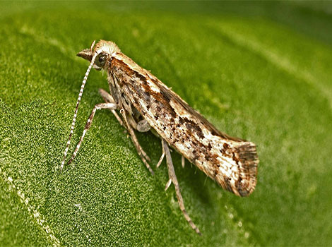 Diamondback Moth and cruciferous crop pest
