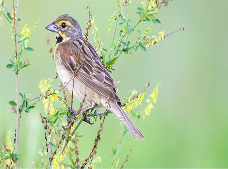 Dickcissel bird in grassland and migratory behavior