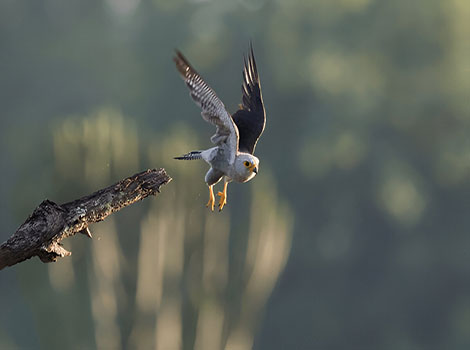 Dickinson’s Kestrel in savanna habitat and behavior