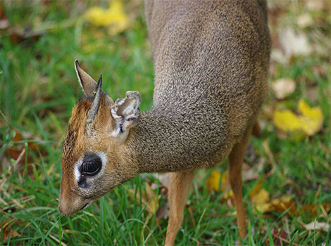 Dik-Dik antelope in shrublands