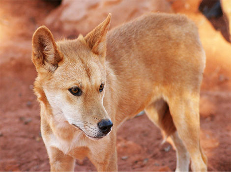 dingo wild dog and Australian habitat