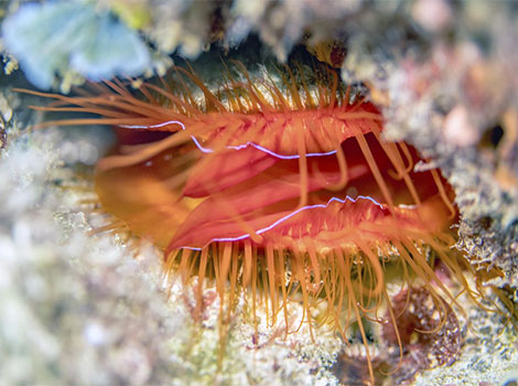 Disco Clam bioluminescent mantle and coral reef habitat