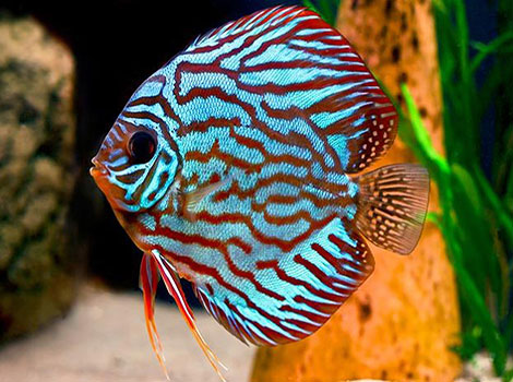Discus fish color patterns and Amazon habitat