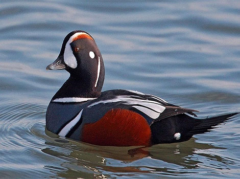 Diving Duck in water and hunting for aquatic food